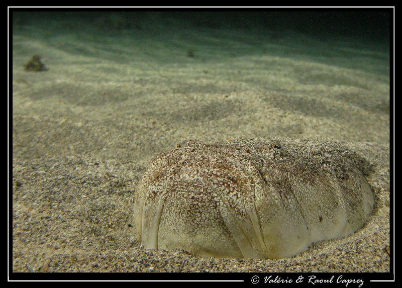 Uranoscopus scaber by Raoul Caprez 