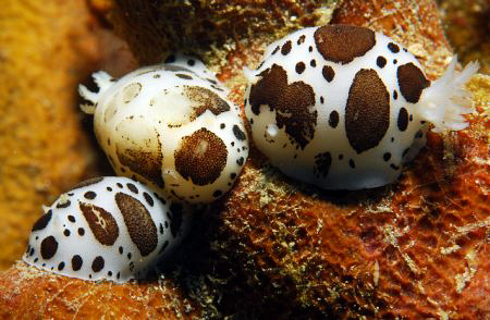 3 Dalmatian Nudi´s feeding. Macro Nikon 60mm, Subal Housi... by Andy Kutsch 