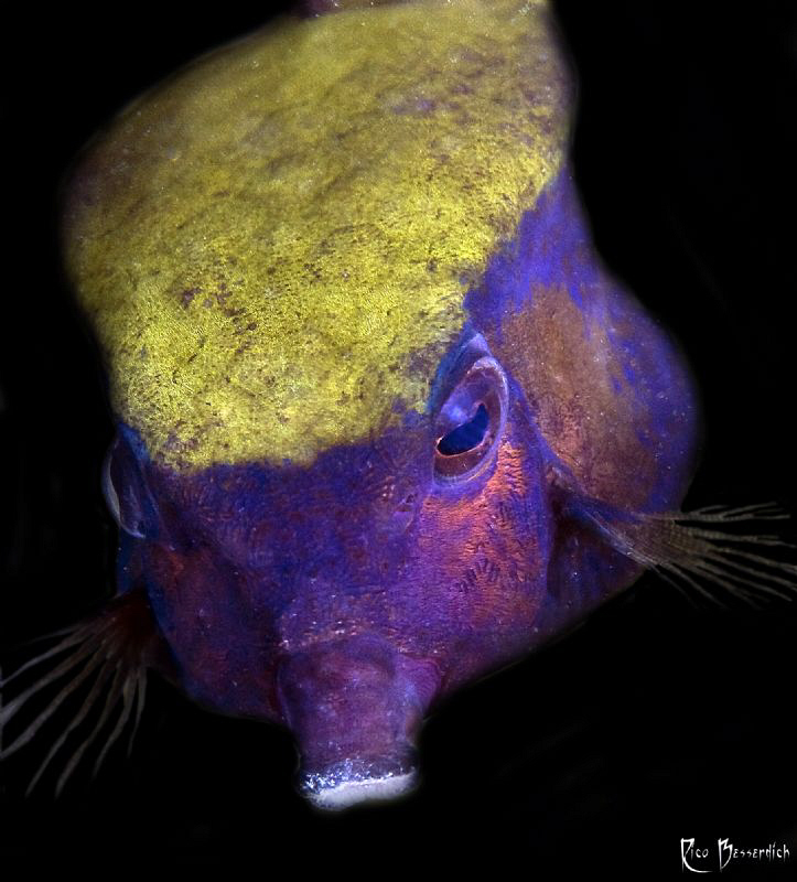 "The Moment". Small Box-Fish, incredible difficult to sho... by Rico Besserdich 
