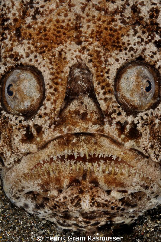 Ugly Betty :) this Star Gazer seems more ugly than normal :) by Henrik Gram Rasmussen 