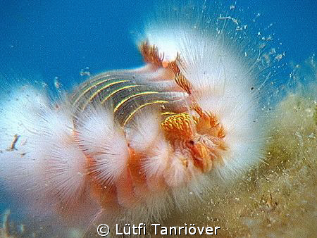 A fireworm..(Alien) by Lütfi Tanrıöver 