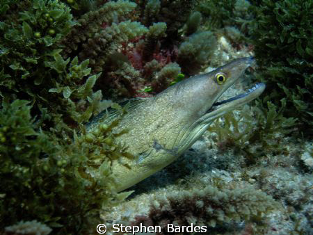 Out in the open by Stephen Bardes 