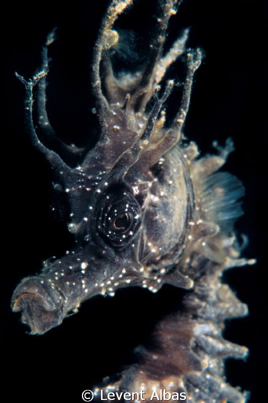 SeaHorse by Levent Albas 