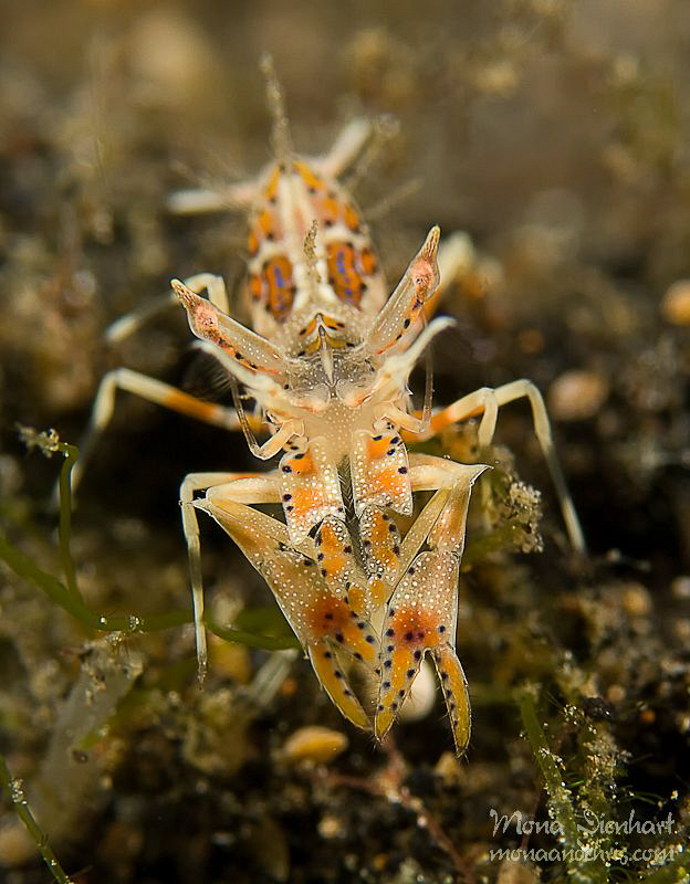 A tiger in Lembeh by Mona Dienhart 