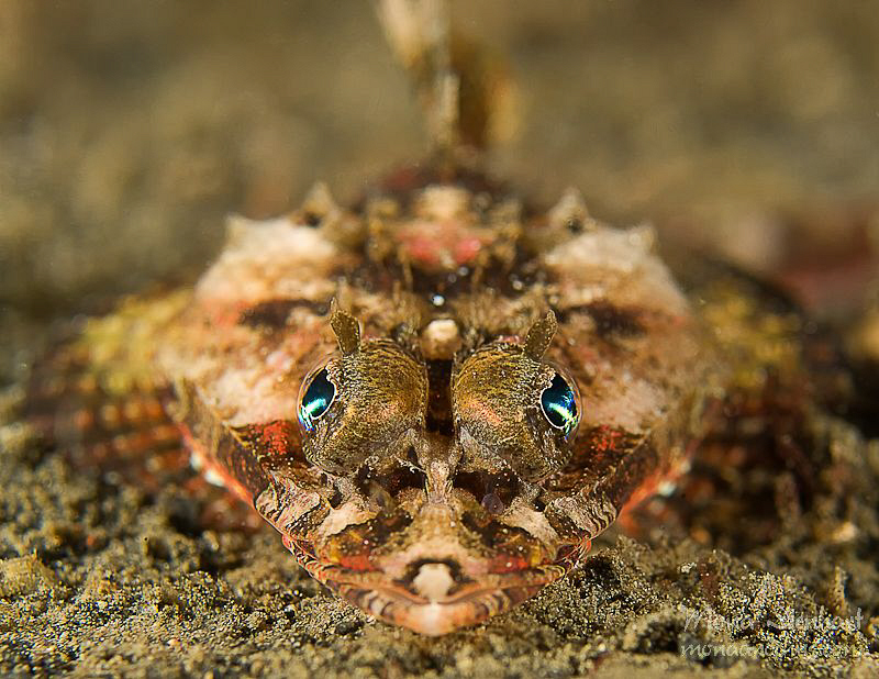 Bright eyes by Mona Dienhart 