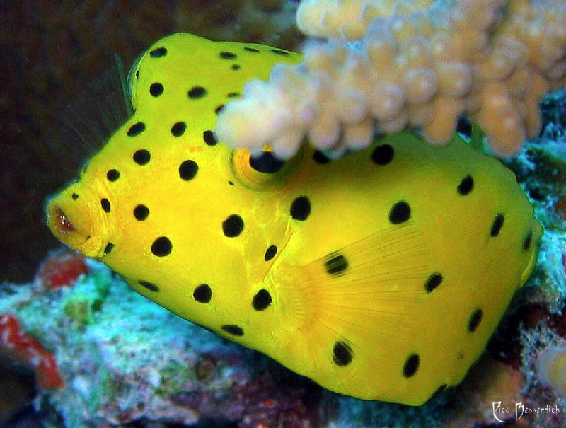 "Tales from the past, part I"
Baby Boxfish is playing th... by Rico Besserdich 