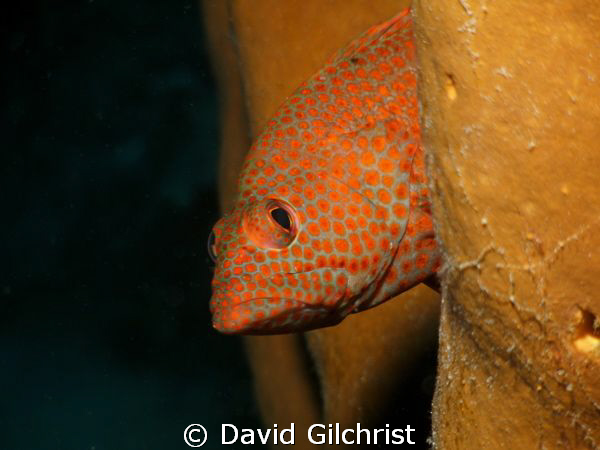 Graysby Portrait, Roatan Honduras-SeaLifeDC1000 by David Gilchrist 