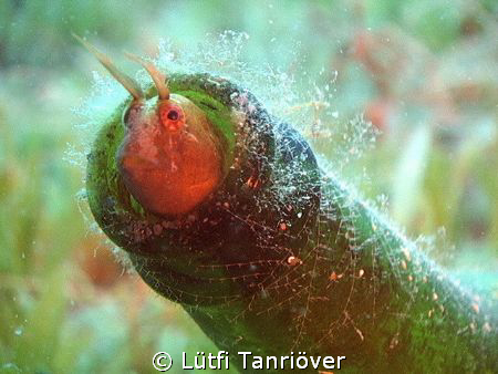 Bottle fish :) by Lütfi Tanrıöver 