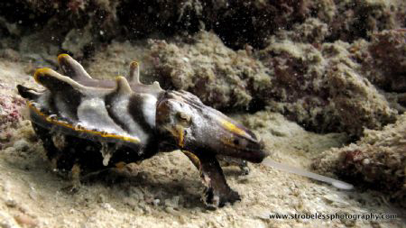 Flamboyant cuttle fish on compact camera on natural light... by Tim Ho 