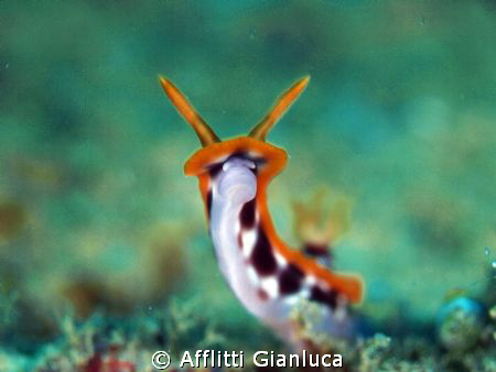 smile of nudibranchia by Afflitti Gianluca 