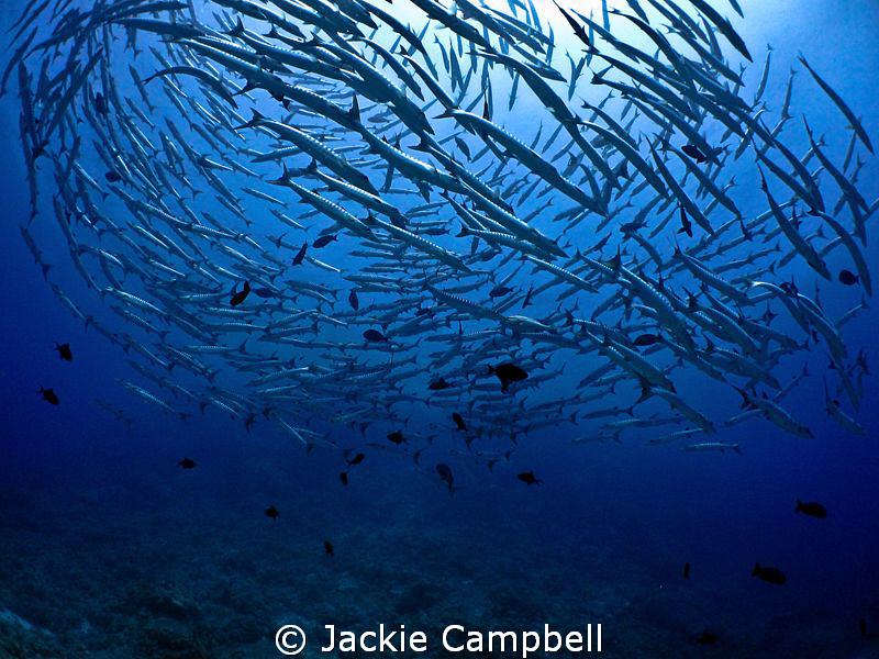 Barracuda sundance :)
I waited years to dive with a mass... by Jackie Campbell 
