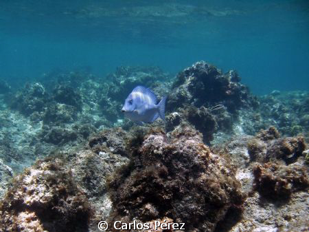 Solo Blue Tang @ Shaks Caves Isabela Puerto Rico by Carlos Pérez 