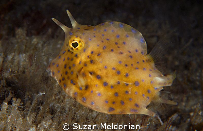 Cowfish juvenile . . .  cellular view. (Nearly transparent) by Suzan Meldonian 