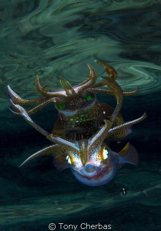 Narcissus by Tony Cherbas 
