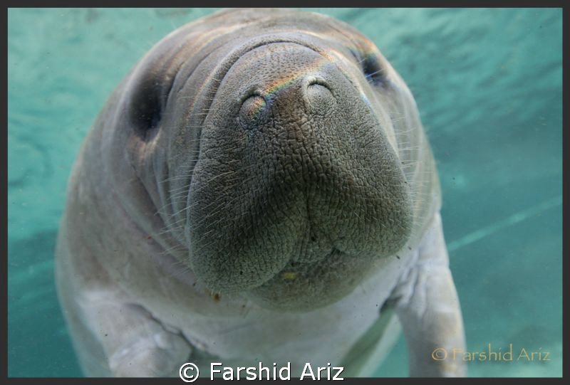 This was shot in crystal river in Florida. by Farshid Ariz 