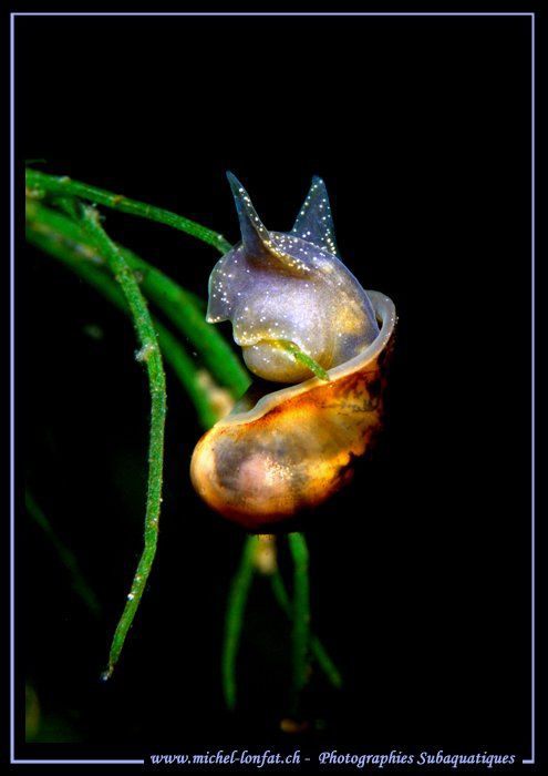 For Beate :O) - as promised.... A big Big-eared radix - R... by Michel Lonfat 