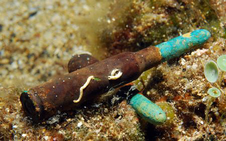 Some bullets @ the borans wreck near misi close to island... by Andy Kutsch 