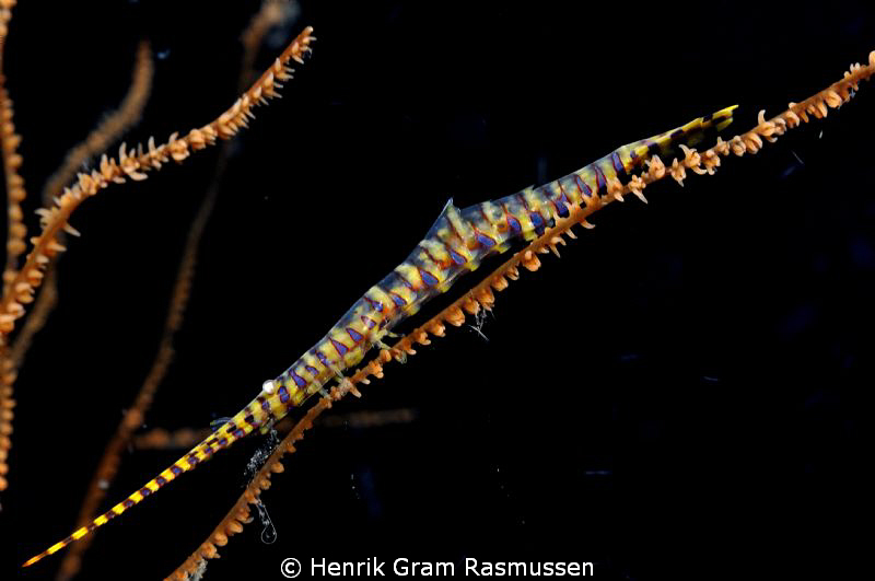 Saw Blade Shrimp by Henrik Gram Rasmussen 