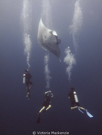 Manta Magic! by Victoria Mackenzie 