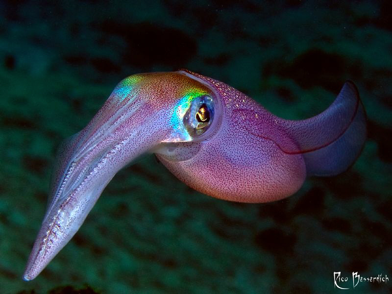 Squid by Rico Besserdich 