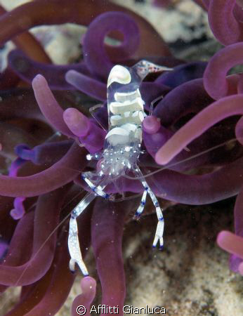 periclimenes by Afflitti Gianluca 