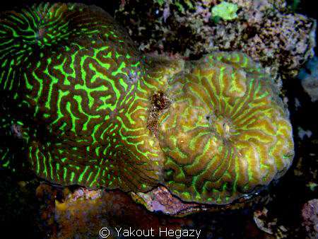 Brain coral-Red sea-Egypt by Yakout Hegazy 