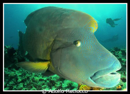 Napoleon wrasse @ Shark's bay
Sharm el Sheikh by Adolfo Maciocco 
