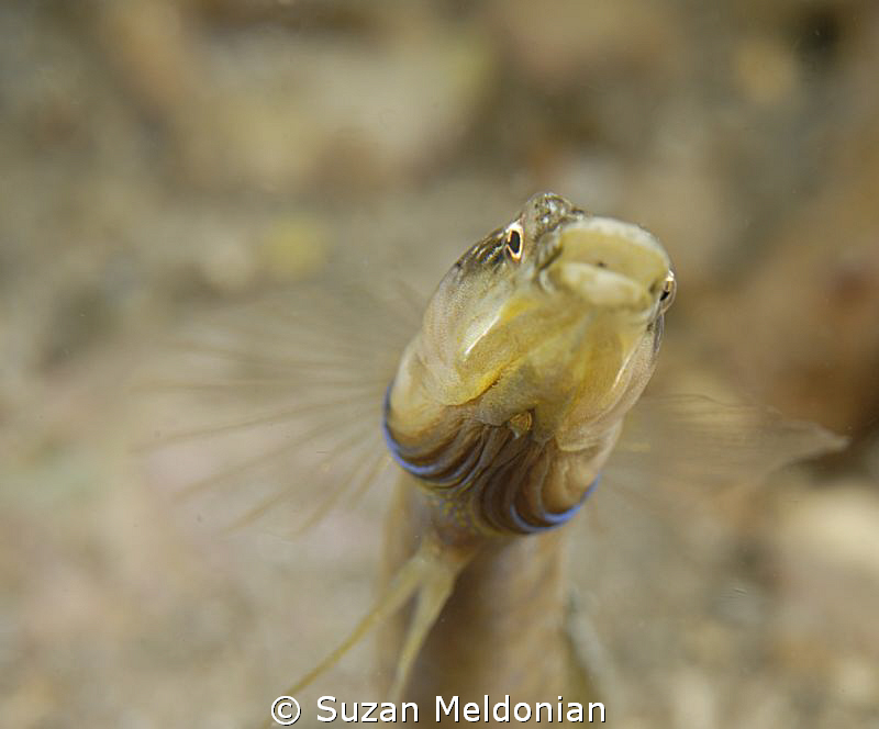 Sealed with a Kiss! by Suzan Meldonian 