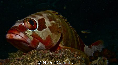 Grouper over stone by Naomi Cometto 