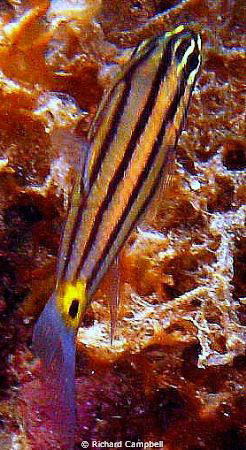 nice tail..sealife dc1000 by Richard Campbell 