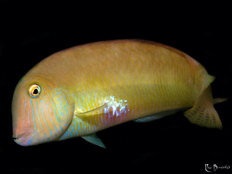 Razorfish by Rico Besserdich 
