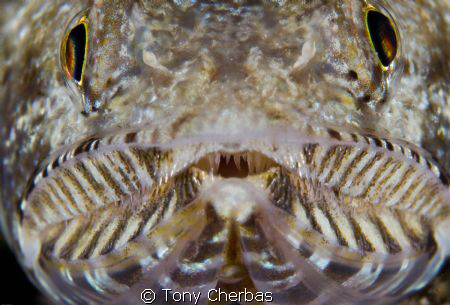 Lizard King by Tony Cherbas 