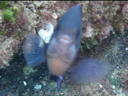 this photo has not been altered, only cropped. It´s a blu... by Andrew Paul Cunliffe 