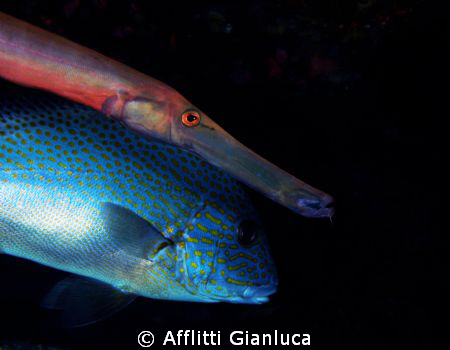face to face by Afflitti Gianluca 