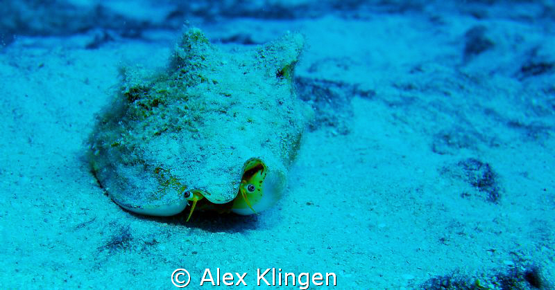 Conch eyes by Alex Klingen 
