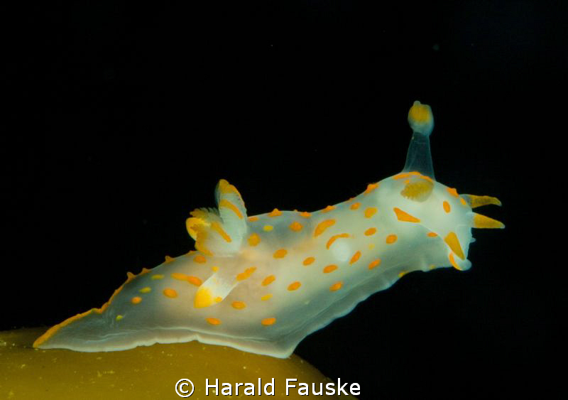 Polycera quadrilineata on a kelp.
tamron 90mm, inon z 240 by Harald Fauske 