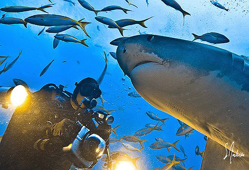 Ah yes ! A visit from the world's sweetest shark - Emma !... by Steven Anderson 