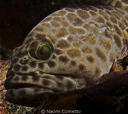 Grouper at Sail Rock by Naomi Cometto 
