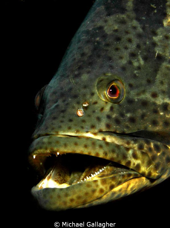 Grouper portrait, Byron Bay, Australia... by Michael Gallagher 