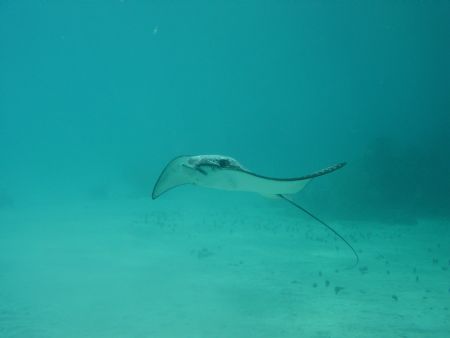 jack neil beach utila houndras by Christopher Hamilton 