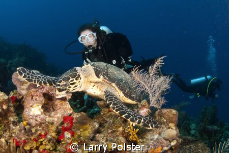 Green turtle munching a sponge, Roatan, D300-Tokina 10 -17mm by Larry Polster 