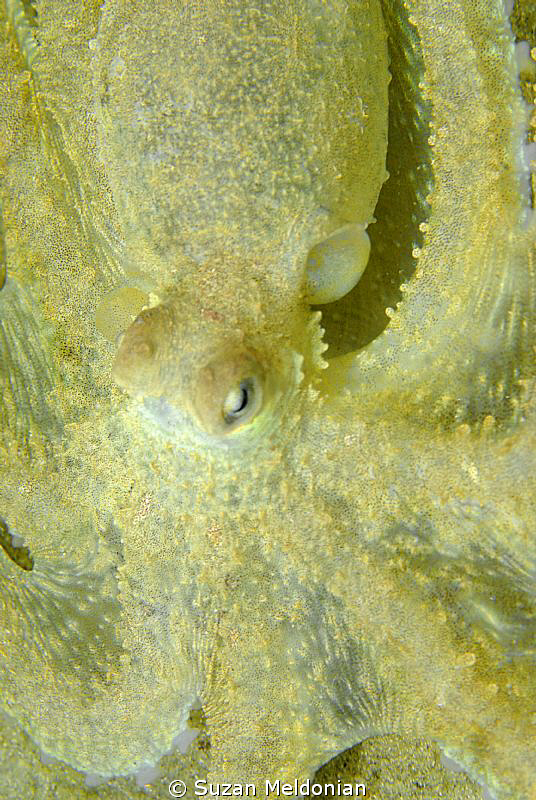 Note: the diver next to me was wearing all yellow skin. W... by Suzan Meldonian 
