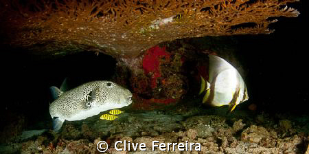 `CLEANING STATION by Clive Ferreira 