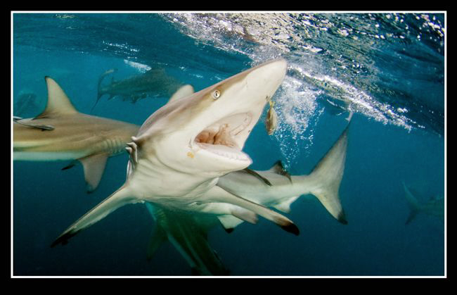 Feeding blacktip by Dray Van Beeck 