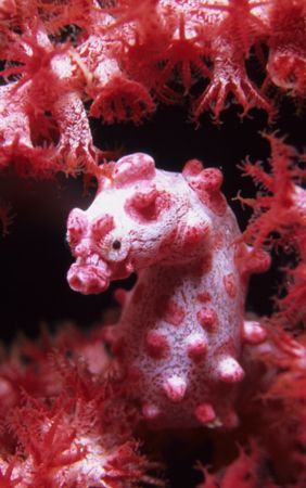 pygmy face,wakatobi 2004,F90+105mm+close up by Marco Wannenmacher 
