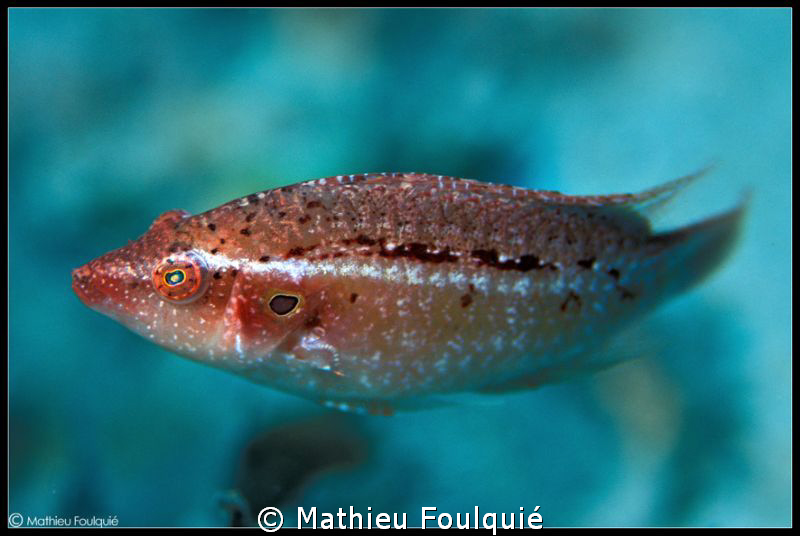 Pteragogus pelycus_lessepsian species by Mathieu Foulquié 