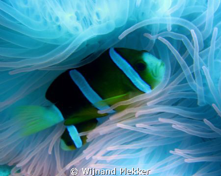 Clownfish in pink anemone by Wijnand Plekker 