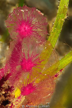 unkown flowers in Negros - does anybody know this species... by Thomas Lueken 
