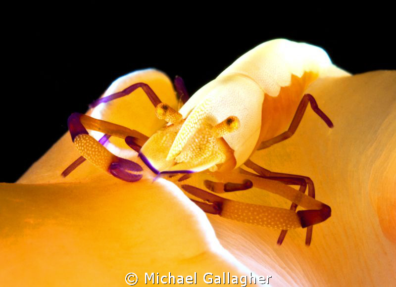 Emperor shrimp hitching a ride on the back of an orange n... by Michael Gallagher 