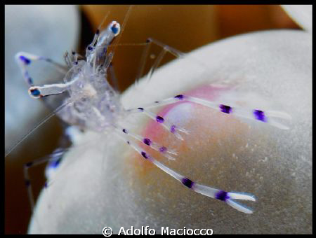Cleaner shrimp on bubble anemone by Adolfo Maciocco 
